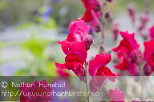 Flower_2008-10-05_IMG_2215